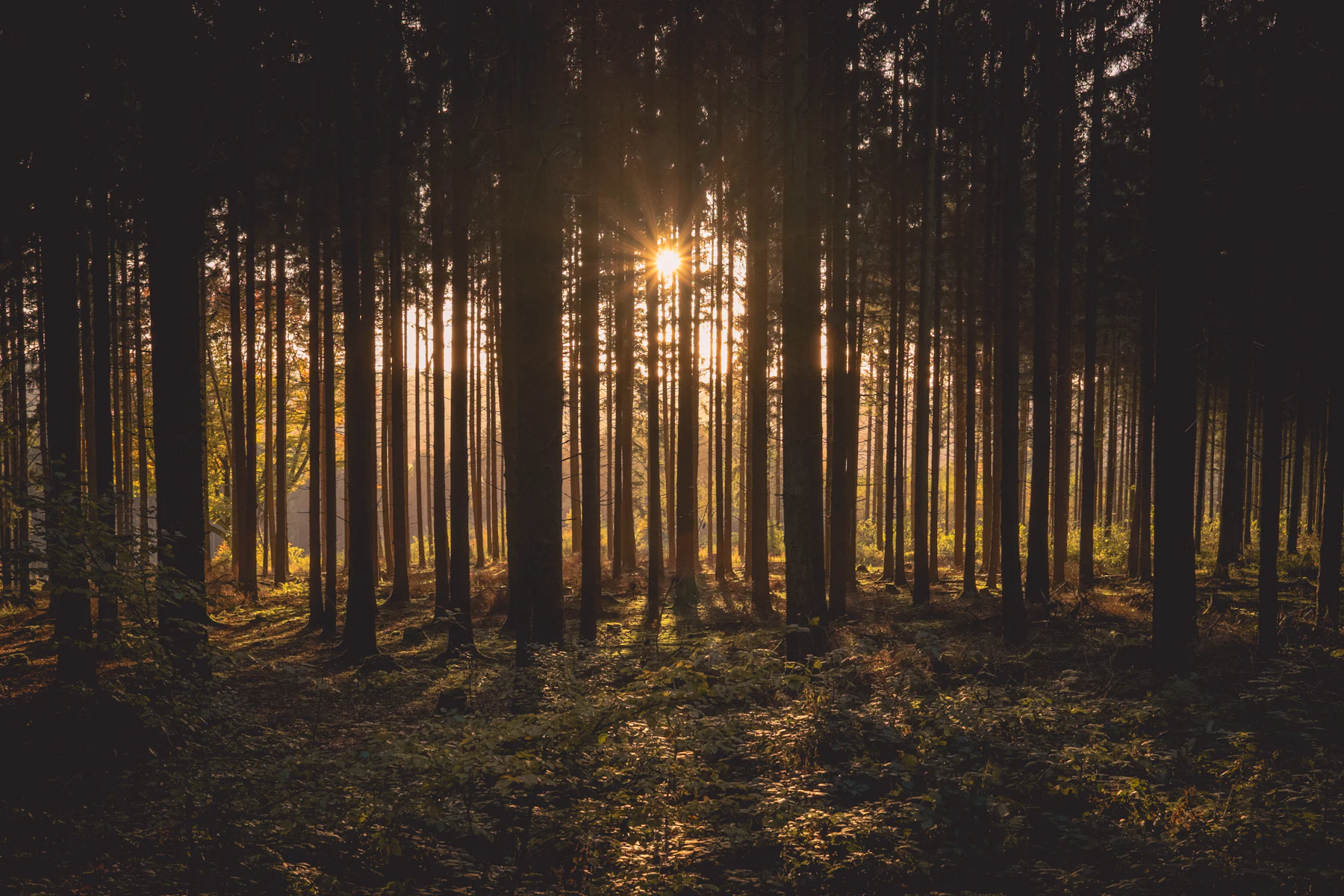 Evening light through an evergreen forest
